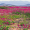 Chile (la Serena) deserto florido.
