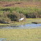 Humedal Pachingo Tongoy Chile
