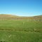 Chorillo