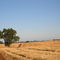 Traiguén - Araucanía, campos de trigo y cebada