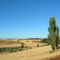 Traiguén - Araucanía, campos de trigo y cebada