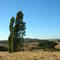 Traiguén - Araucanía, campos de trigo y cebada