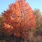 Fall Colors Trees Beautiful Autumn Pennsylvania