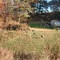 Turkey in Field West Cameron PA