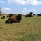 Broken Wheel Bison Ranch
