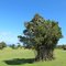arboles en Bahia Pumalin