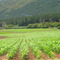 Plantacion de Maiz en Cumpeo