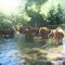 Refrescandose