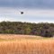 Spring Migration at Hibernia Park