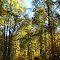 Bosque de Nothofagaceas, Valle de El Valiente, Ñuble