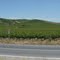 Campo de Chile