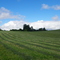 Corte de pasto para silo (A orillas lago Riñihue)