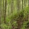 Bosque nativo a orillas del lago Riñihue