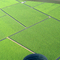 Plantacion de la mejor uva de mesa de exportación, Chacabuco