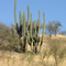Cactus, Quisco (Trichocereus chilensis), Chacabuco