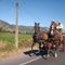Camino a Peralillo r.c.a.