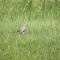 Hungry Mockingbird
