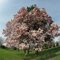 Pink Magnolia at Horsham Library, Spring in Pennsylvania