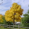 Beautiful Fall Day in Horsham