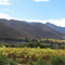 Viñedos en el Valle del Elqui (IV regiòn- Chile)