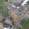 huemul alfa