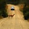 Guanaco cruzando la Carretera Austral
