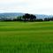 Campos de Trigo