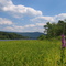 Kinney Island