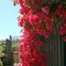 Deep colors en Pirque, Maipo CL