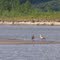 Rare Egyptian geese on sandbar near Ponca