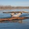 Missouri River driftwood near Ponca