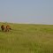 Horses near Ponca State Park