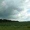 Stand of trees past 439th