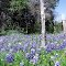 Spring in my yard
