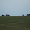 Black Hills buffalo