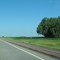 Stand of trees near 438th