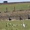 Dakota Critters