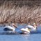 Paddling Pelicans on Parade