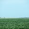 Open Fields