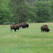 Custer State Park 06/07