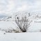 Davis Lake, winter