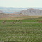 Pronghorn Badlands NP