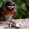 Mud Swallow (AKA 'Pissed Off Birdie')