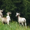 Bighorns On The Move
