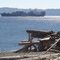 Vashon Driftwood