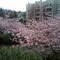 Japanese Maples in bloom
