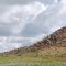 Sheep on side of a butte
