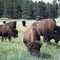 Beware of Buffalo!