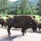 Buffalo in Custer State Park by nhall
