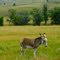 Little Burro
